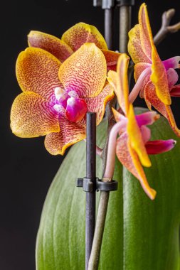 Floral concept. Orchid growing tips.  Most commonly grown house plants. Orchids blossom close up. Orchid flower pink and yellow bloom. Phalaenopsis orchid.