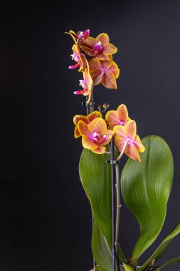 Floral concept. Orchid growing tips.  Most commonly grown house plants. Orchids blossom close up. Orchid flower pink and yellow bloom. Phalaenopsis orchid.