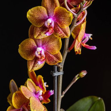 Floral concept. Orchid growing tips.  Most commonly grown house plants. Orchids blossom close up. Orchid flower pink and yellow bloom. Phalaenopsis orchid.