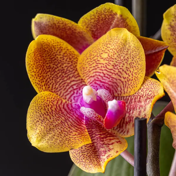 Stock image Floral concept. Orchid growing tips.  Most commonly grown house plants. Orchids blossom close up. Orchid flower pink and yellow bloom. Phalaenopsis orchid.