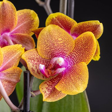 Floral concept. Orchid growing tips.  Most commonly grown house plants. Orchids blossom close up. Orchid flower pink and yellow bloom. Phalaenopsis orchid.