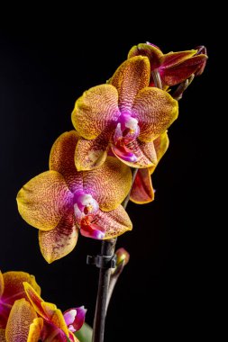 Floral concept. Orchid growing tips.  Most commonly grown house plants. Orchids blossom close up. Orchid flower pink and yellow bloom. Phalaenopsis orchid.