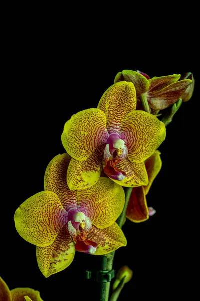 Stock image Floral concept. Orchid growing tips.  Most commonly grown house plants. Orchids blossom close up. Orchid flower pink and yellow bloom. Phalaenopsis orchid.