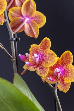 Floral concept. Orchid growing tips.  Most commonly grown house plants. Orchids blossom close up. Orchid flower pink and yellow bloom. Phalaenopsis orchid.