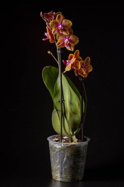 Floral concept. Orchid growing tips.  Most commonly grown house plants. Orchids blossom close up. Orchid flower pink and yellow bloom. Phalaenopsis orchid.