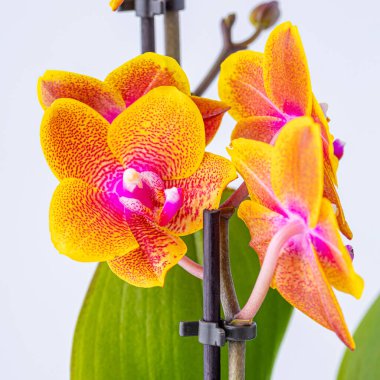 Floral concept. Orchid growing tips.  Most commonly grown house plants. Orchids blossom close up. Orchid flower pink and yellow bloom. Phalaenopsis orchid