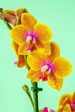 Floral concept. Orchid growing tips.  Most commonly grown house plants. Orchids blossom close up. Orchid flower pink and yellow bloom. Phalaenopsis orchid