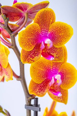 Floral concept. Orchid growing tips.  Most commonly grown house plants. Orchids blossom close up. Orchid flower pink and yellow bloom. Phalaenopsis orchid