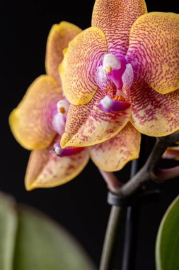 Floral concept. Orchid growing tips.  Most commonly grown house plants. Orchids blossom close up. Orchid flower pink and yellow bloom. Phalaenopsis orchid.