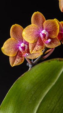 Floral concept. Orchid growing tips.  Most commonly grown house plants. Orchids blossom close up. Orchid flower pink and yellow bloom. Phalaenopsis orchid.