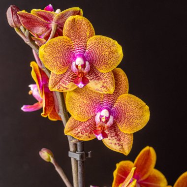 Floral concept. Orchid growing tips.  Most commonly grown house plants. Orchids blossom close up. Orchid flower pink and yellow bloom. Phalaenopsis orchid.