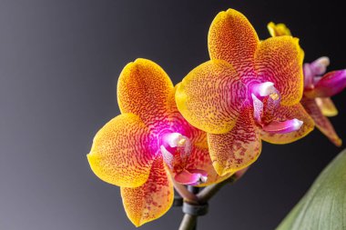 Floral concept. Orchid growing tips.  Most commonly grown house plants. Orchids blossom close up. Orchid flower pink and yellow bloom. Phalaenopsis orchid.