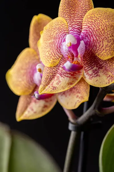 stock image Floral concept. Orchid growing tips.  Most commonly grown house plants. Orchids blossom close up. Orchid flower pink and yellow bloom. Phalaenopsis orchid.