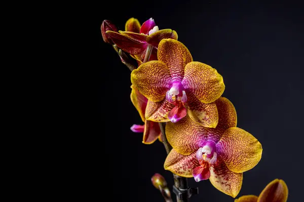 stock image Floral concept. Orchid growing tips.  Most commonly grown house plants. Orchids blossom close up. Orchid flower pink and yellow bloom. Phalaenopsis orchid.