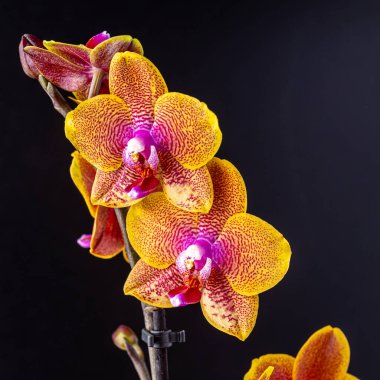Floral concept. Orchid growing tips.  Most commonly grown house plants. Orchids blossom close up. Orchid flower pink and yellow bloom. Phalaenopsis orchid.