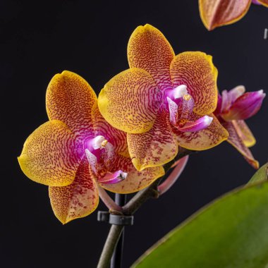 Floral concept. Orchid growing tips.  Most commonly grown house plants. Orchids blossom close up. Orchid flower pink and yellow bloom. Phalaenopsis orchid.