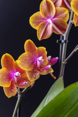 Floral concept. Orchid growing tips.  Most commonly grown house plants. Orchids blossom close up. Orchid flower pink and yellow bloom. Phalaenopsis orchid.