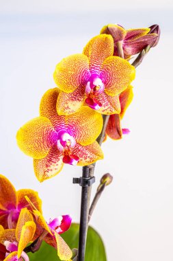 Floral concept. Orchid growing tips.  Most commonly grown house plants. Orchids blossom close up. Orchid flower pink and yellow bloom. Phalaenopsis orchid