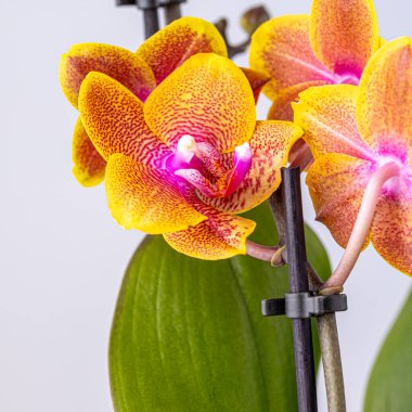 Floral concept. Orchid growing tips.  Most commonly grown house plants. Orchids blossom close up. Orchid flower pink and yellow bloom. Phalaenopsis orchid
