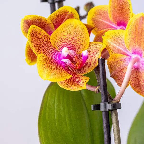 stock image Floral concept. Orchid growing tips.  Most commonly grown house plants. Orchids blossom close up. Orchid flower pink and yellow bloom. Phalaenopsis orchid