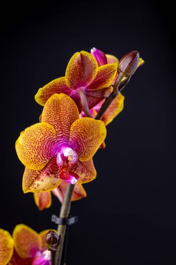 Floral concept. Orchid growing tips.  Most commonly grown house plants. Orchids blossom close up. Orchid flower pink and yellow bloom. Phalaenopsis orchid.