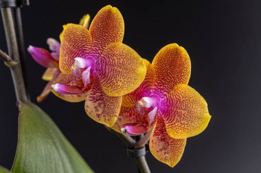 Floral concept. Orchid growing tips.  Most commonly grown house plants. Orchids blossom close up. Orchid flower pink and yellow bloom. Phalaenopsis orchid.