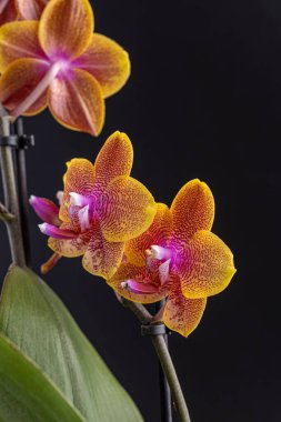 Floral concept. Orchid growing tips.  Most commonly grown house plants. Orchids blossom close up. Orchid flower pink and yellow bloom. Phalaenopsis orchid.