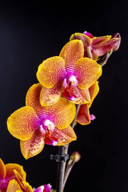 Floral concept. Orchid growing tips.  Most commonly grown house plants. Orchids blossom close up. Orchid flower pink and yellow bloom. Phalaenopsis orchid.