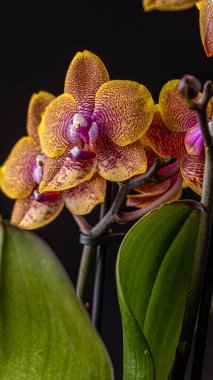 Floral concept. Orchid growing tips.  Most commonly grown house plants. Orchids blossom close up. Orchid flower pink and yellow bloom. Phalaenopsis orchid.