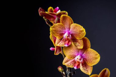Floral concept. Orchid growing tips.  Most commonly grown house plants. Orchids blossom close up. Orchid flower pink and yellow bloom. Phalaenopsis orchid.