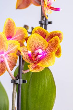 Floral concept. Orchid growing tips.  Most commonly grown house plants. Orchids blossom close up. Orchid flower pink and yellow bloom. Phalaenopsis orchid