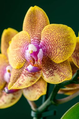 Floral concept. Orchid growing tips.  Most commonly grown house plants. Orchids blossom close up. Orchid flower pink and yellow bloom. Phalaenopsis orchid.