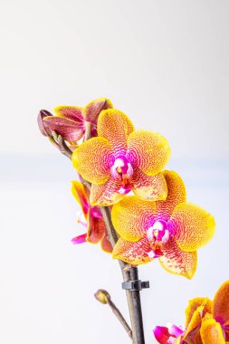 Floral concept. Orchid growing tips.  Most commonly grown house plants. Orchids blossom close up. Orchid flower pink and yellow bloom. Phalaenopsis orchid