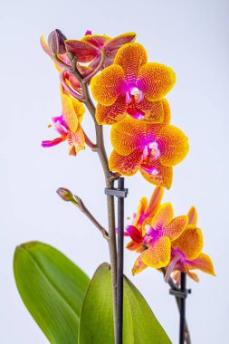 Floral concept. Orchid growing tips.  Most commonly grown house plants. Orchids blossom close up. Orchid flower pink and yellow bloom. Phalaenopsis orchid