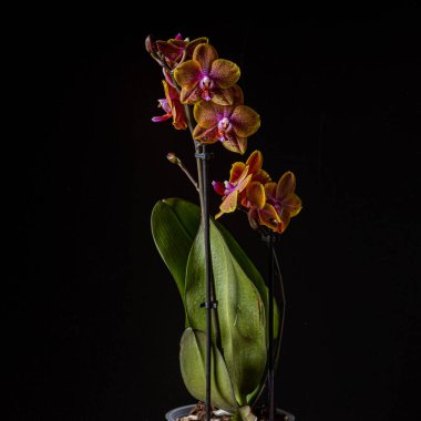 Floral concept. Orchid growing tips.  Most commonly grown house plants. Orchids blossom close up. Orchid flower pink and yellow bloom. Phalaenopsis orchid.