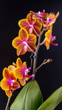Floral concept. Orchid growing tips.  Most commonly grown house plants. Orchids blossom close up. Orchid flower pink and yellow bloom. Phalaenopsis orchid.