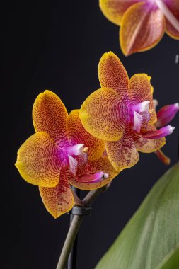 Floral concept. Orchid growing tips.  Most commonly grown house plants. Orchids blossom close up. Orchid flower pink and yellow bloom. Phalaenopsis orchid.