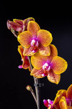 Floral concept. Orchid growing tips.  Most commonly grown house plants. Orchids blossom close up. Orchid flower pink and yellow bloom. Phalaenopsis orchid.