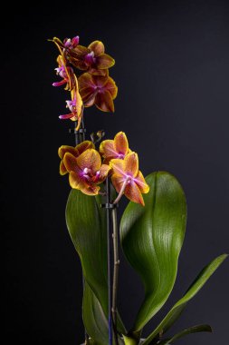 Floral concept. Orchid growing tips.  Most commonly grown house plants. Orchids blossom close up. Orchid flower pink and yellow bloom. Phalaenopsis orchid.