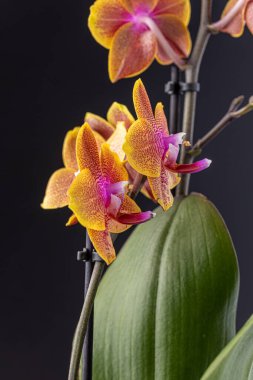 Floral concept. Orchid growing tips.  Most commonly grown house plants. Orchids blossom close up. Orchid flower pink and yellow bloom. Phalaenopsis orchid.
