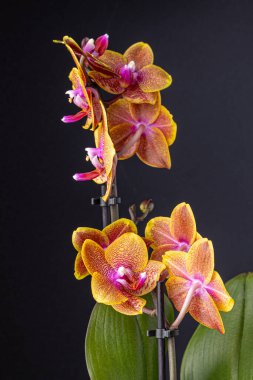 Floral concept. Orchid growing tips.  Most commonly grown house plants. Orchids blossom close up. Orchid flower pink and yellow bloom. Phalaenopsis orchid.