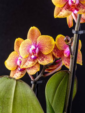 Floral concept. Orchid growing tips.  Most commonly grown house plants. Orchids blossom close up. Orchid flower pink and yellow bloom. Phalaenopsis orchid.