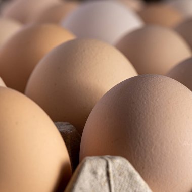 Sıraya dizilmiş kahverengi yumurtalar. Karton kasette bir grup taze beyaz yumurta. Doğadan gelen organik gıdalar sağlık için iyidir..