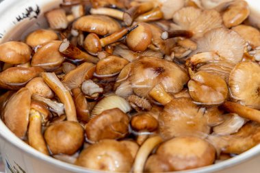 Seramik tabakta lezzetli ballı mantarlar. Kasede bal mantarı (Armillaria mellea) mantarları var. Seçici odaklanma. Yüzeyin derinliği. Tencerede mantarlar..