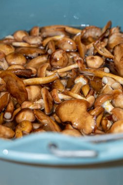 Seramik tabakta lezzetli ballı mantarlar. Kasede bal mantarı (Armillaria mellea) mantarları var. Seçici odaklanma. Yüzeyin derinliği. Tencerede mantarlar..