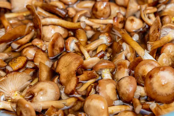 Seramik tabakta lezzetli ballı mantarlar. Kasede bal mantarı (Armillaria mellea) mantarları var. Seçici odaklanma. Yüzeyin derinliği. Tencerede mantarlar..