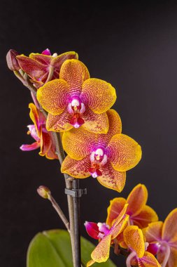 Floral concept. Orchid growing tips.  Most commonly grown house plants. Orchids blossom close up. Orchid flower pink and yellow bloom. Phalaenopsis orchid.