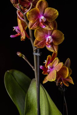 Floral concept. Orchid growing tips.  Most commonly grown house plants. Orchids blossom close up. Orchid flower pink and yellow bloom. Phalaenopsis orchid.