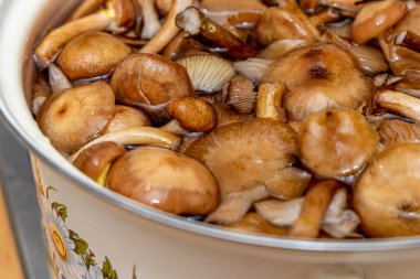 Seramik tabakta lezzetli ballı mantarlar. Kasede bal mantarı (Armillaria mellea) mantarları var. Seçici odaklanma. Yüzeyin derinliği. Tencerede mantarlar..