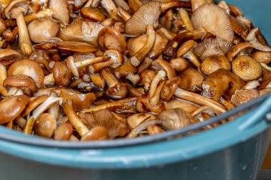 Seramik tabakta lezzetli ballı mantarlar. Kasede bal mantarı (Armillaria mellea) mantarları var. Seçici odaklanma. Yüzeyin derinliği. Tencerede mantarlar..